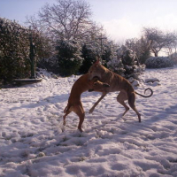 Photo #67177 de Hestia