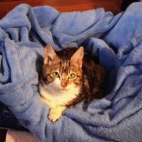 Photo #67483 de Satie