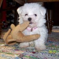 Photo #67879 de Luna