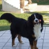 D_ARTAGNAN__296_