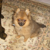 Photo #68119 de Gucci