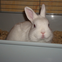 Photo #68131 de Diezel