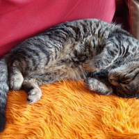 Photo #68227 de Pastelle