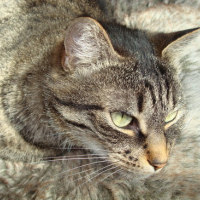 Photo #68233 de Pastelle