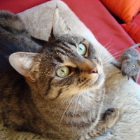 Photo #68239 de Pastelle