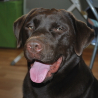 Photo #68437 de Diabolo