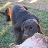 Photo #68449 de Diabolo