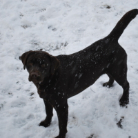 Photo #68455 de Diabolo