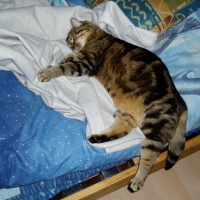 Photo #68479 de Minette