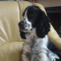 Photo #68659 de Gary