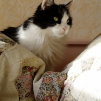 Photo #68941 de Lucky