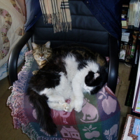 Photo #68947 de Minette