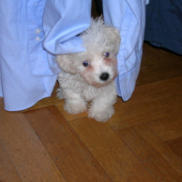 Photo #69019 de Auguste