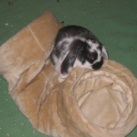Photo #69127 de Bugs