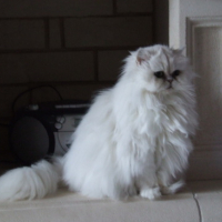 Photo #69469 de Natacha