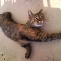 Photo #69691 de Tigrane