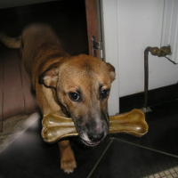 Photo #70237 de Chipie