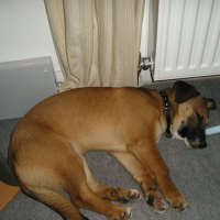 Photo #70243 de Chipie
