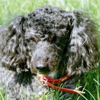 Photo #70303 de Neva