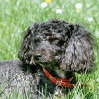 Photo #70309 de Neva