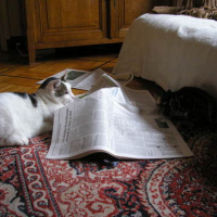 Photo #70711 de Contre-ut