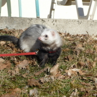Photo #71233 de Crapule