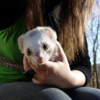 Photo #71239 de Crapule