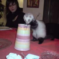 Photo #71245 de Crapule