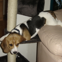 Photo #71299 de Snoopy