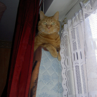 Photo #71521 de Simba