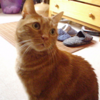 Photo #71527 de Simba