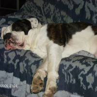 Photo #71767 de Bosco