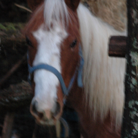 Photo #71917 de Gamin