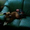 kiara en coussin pour enio 