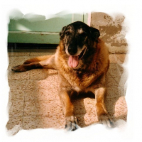 Photo #72829 de Pharaon du malibu