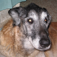 Photo #72841 de Pharaon du malibu