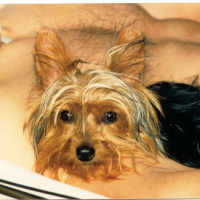 Photo #73309 de Douchka