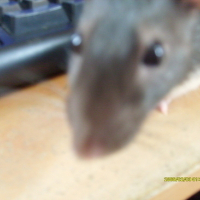 Photo #73387 de Vodka