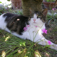 Photo #73495 de Yumba 