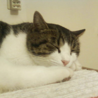 Photo #73501 de Yumba 