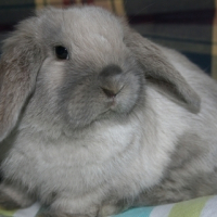 Photo #73561 de Saé