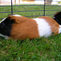 Photo #73579 de Caramel