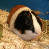Photo #73585 de Caramel