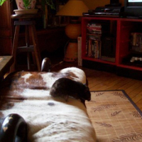 Photo #73621 de Othello
