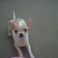 Photo #73729 de Dina
