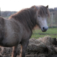 Photo #73783 de Pakito