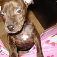 Photo #73849 de Tim