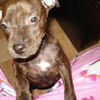 Photo #73861 de Tim