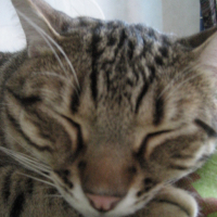 Photo #73981 de Jazz