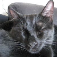 Photo #73999 de Kitty